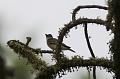 Western Wood-Pewee FtDavisAug08 091